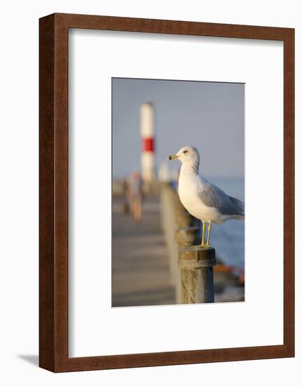 Seagull at the Lake Ontario Pier, Rochester, New York, USA-Cindy Miller Hopkins-Framed Photographic Print