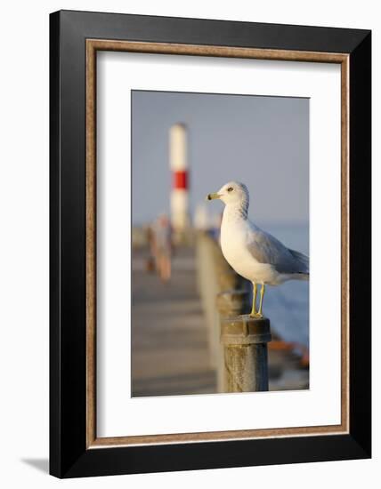 Seagull at the Lake Ontario Pier, Rochester, New York, USA-Cindy Miller Hopkins-Framed Photographic Print