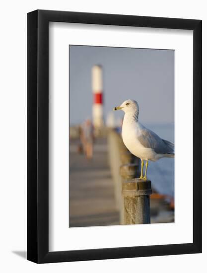 Seagull at the Lake Ontario Pier, Rochester, New York, USA-Cindy Miller Hopkins-Framed Photographic Print