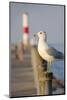 Seagull at the Lake Ontario Pier, Rochester, New York, USA-Cindy Miller Hopkins-Mounted Photographic Print