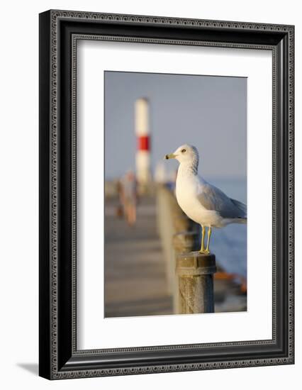 Seagull at the Lake Ontario Pier, Rochester, New York, USA-Cindy Miller Hopkins-Framed Photographic Print