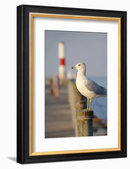 Seagull at the Lake Ontario Pier, Rochester, New York, USA-Cindy Miller Hopkins-Framed Photographic Print