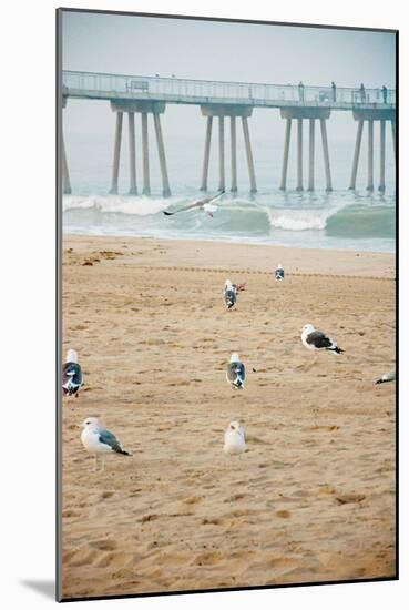 Seagull Coast-Bill Carson Photography-Mounted Art Print