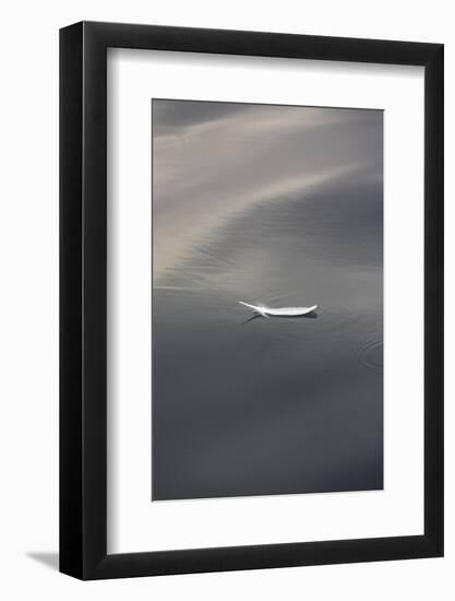 Seagull feather floating on calm water-Stuart Westmorland-Framed Photographic Print