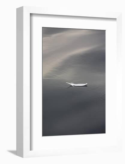 Seagull feather floating on calm water-Stuart Westmorland-Framed Photographic Print