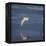 Seagull Flying over the Sea-Arctic-Images-Framed Premier Image Canvas