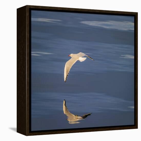 Seagull Flying over the Sea-Arctic-Images-Framed Premier Image Canvas