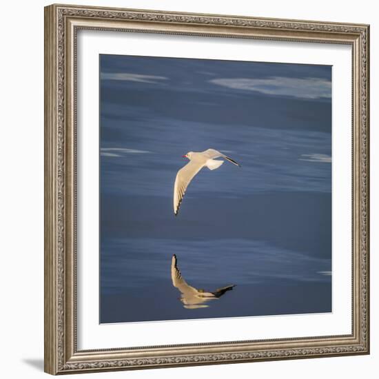 Seagull Flying over the Sea-Arctic-Images-Framed Photographic Print