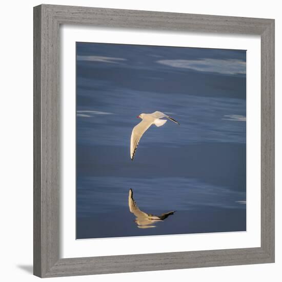 Seagull Flying over the Sea-Arctic-Images-Framed Photographic Print