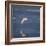 Seagull Flying over the Sea-Arctic-Images-Framed Photographic Print