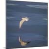 Seagull Flying over the Sea-Arctic-Images-Mounted Photographic Print