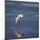 Seagull Flying over the Sea-Arctic-Images-Mounted Photographic Print