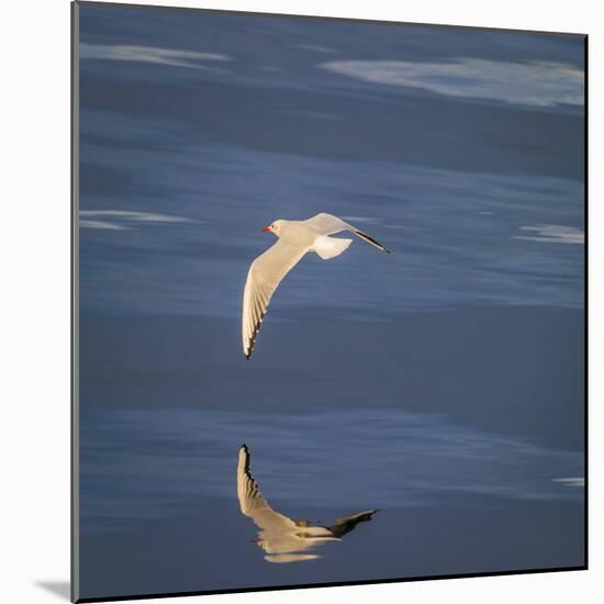 Seagull Flying over the Sea-Arctic-Images-Mounted Photographic Print