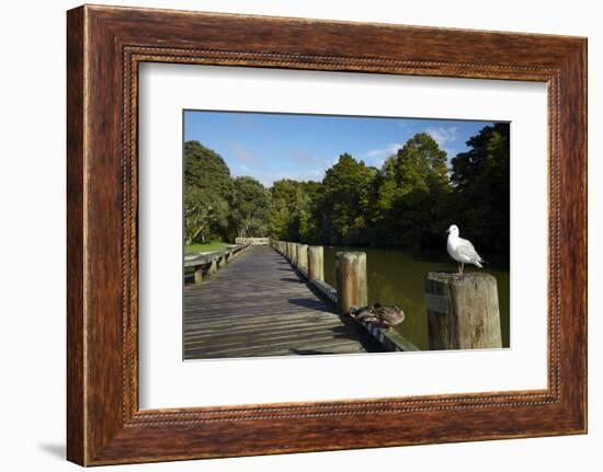 Seagull on Boardwalk by Mahurangi River, Warkworth, Auckland Region, North Island, New Zealand-David Wall-Framed Photographic Print