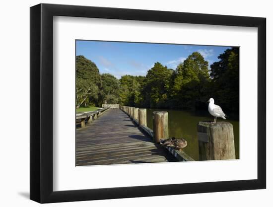 Seagull on Boardwalk by Mahurangi River, Warkworth, Auckland Region, North Island, New Zealand-David Wall-Framed Photographic Print