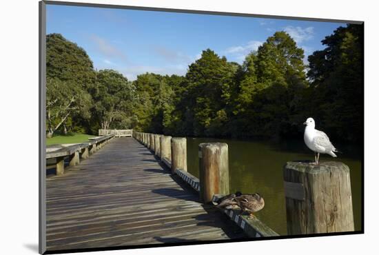 Seagull on Boardwalk by Mahurangi River, Warkworth, Auckland Region, North Island, New Zealand-David Wall-Mounted Photographic Print