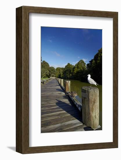 Seagull on Boardwalk by Mahurangi River, Warkworth, Auckland Region, North Island, New Zealand-David Wall-Framed Photographic Print