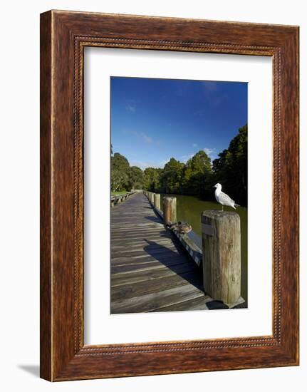 Seagull on Boardwalk by Mahurangi River, Warkworth, Auckland Region, North Island, New Zealand-David Wall-Framed Photographic Print