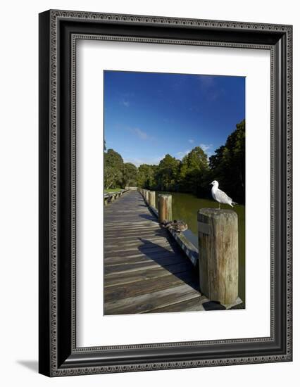 Seagull on Boardwalk by Mahurangi River, Warkworth, Auckland Region, North Island, New Zealand-David Wall-Framed Photographic Print