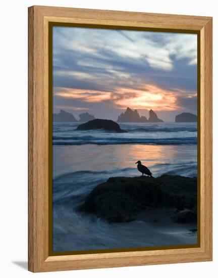 Seagull Silhouette on Coastline, Bandon Beach, Oregon, USA-Nancy Rotenberg-Framed Premier Image Canvas