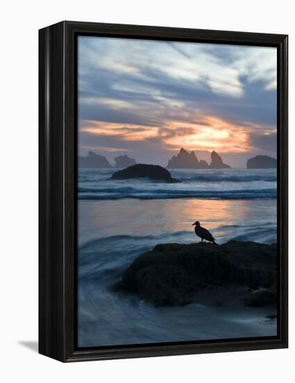 Seagull Silhouette on Coastline, Bandon Beach, Oregon, USA-Nancy Rotenberg-Framed Premier Image Canvas