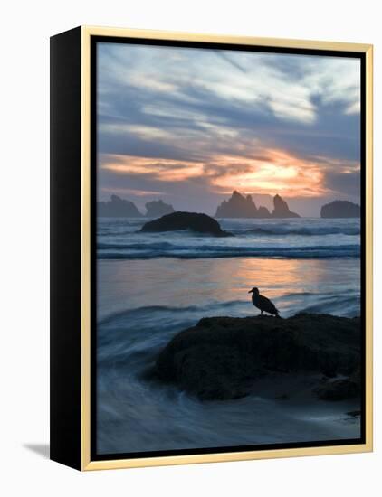 Seagull Silhouette on Coastline, Bandon Beach, Oregon, USA-Nancy Rotenberg-Framed Premier Image Canvas