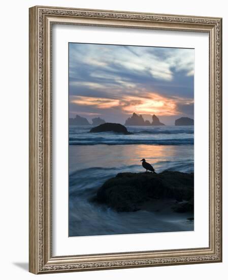 Seagull Silhouette on Coastline, Bandon Beach, Oregon, USA-Nancy Rotenberg-Framed Photographic Print