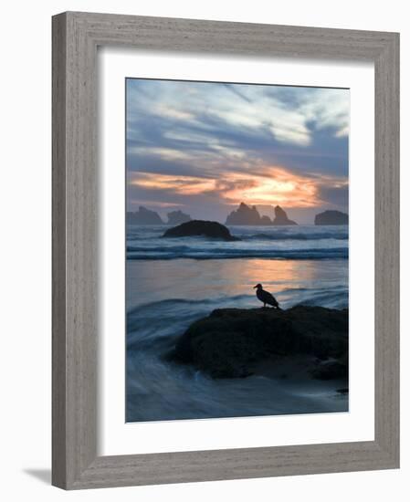 Seagull Silhouette on Coastline, Bandon Beach, Oregon, USA-Nancy Rotenberg-Framed Photographic Print