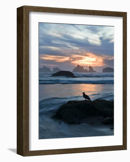 Seagull Silhouette on Coastline, Bandon Beach, Oregon, USA-Nancy Rotenberg-Framed Photographic Print