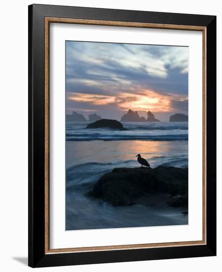 Seagull Silhouette on Coastline, Bandon Beach, Oregon, USA-Nancy Rotenberg-Framed Photographic Print