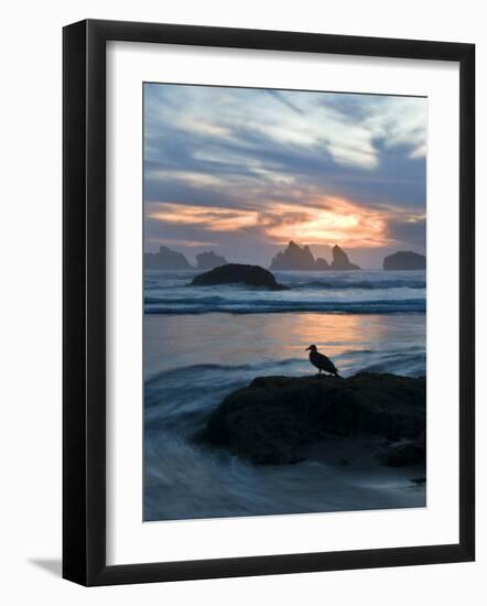 Seagull Silhouette on Coastline, Bandon Beach, Oregon, USA-Nancy Rotenberg-Framed Photographic Print