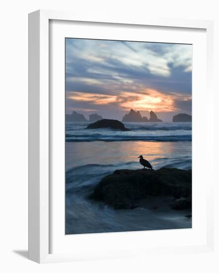 Seagull Silhouette on Coastline, Bandon Beach, Oregon, USA-Nancy Rotenberg-Framed Photographic Print