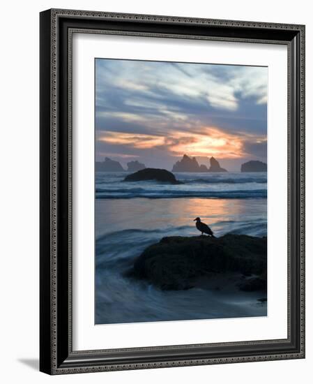 Seagull Silhouette on Coastline, Bandon Beach, Oregon, USA-Nancy Rotenberg-Framed Photographic Print