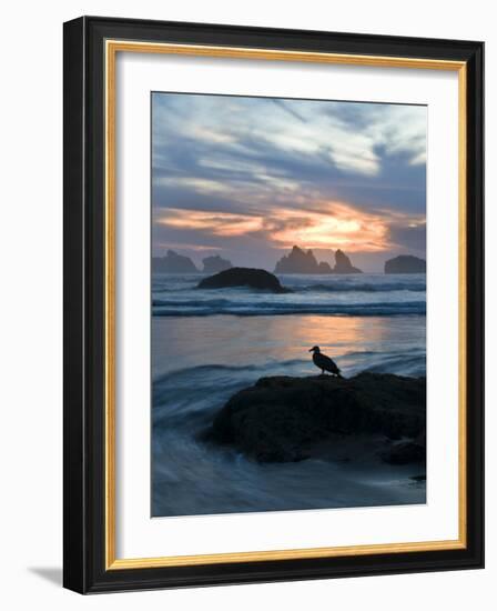 Seagull Silhouette on Coastline, Bandon Beach, Oregon, USA-Nancy Rotenberg-Framed Photographic Print