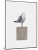 Seagull-Leah Straatsma-Mounted Art Print