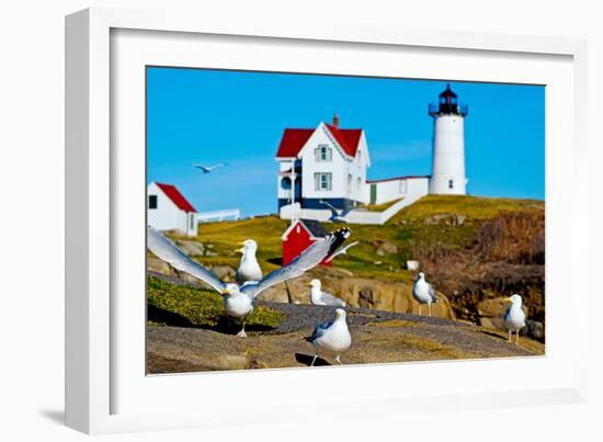 Seagulls at Nubble Lighthouse, Cape Neddick, York, Maine, USA-null-Framed Photographic Print