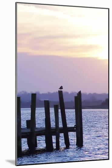 Seagulls at Sunset-Alan Hausenflock-Mounted Photographic Print