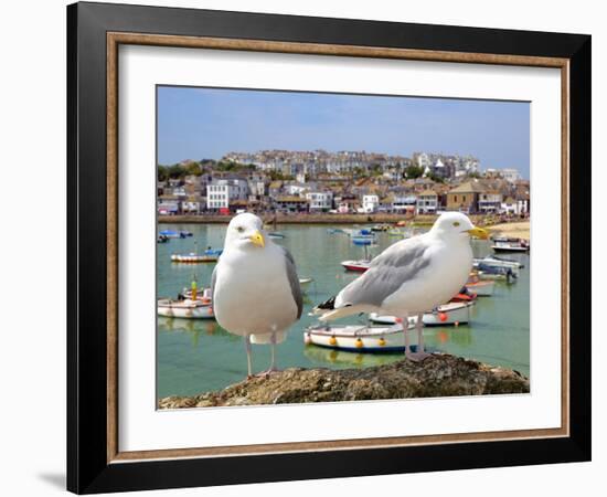 Seagulls in St Ives Harbour Cornwall England UK-jaroslava V-Framed Photographic Print