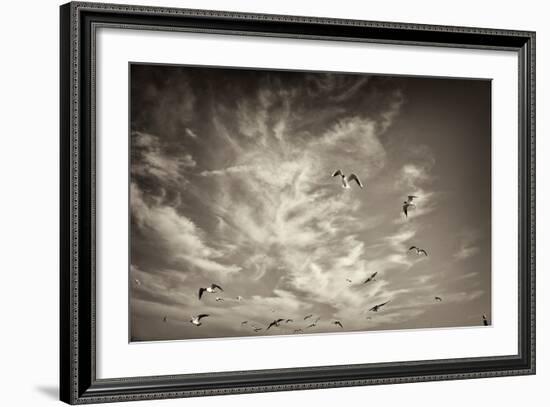 Seagulls in the Air-Tim Kahane-Framed Photographic Print