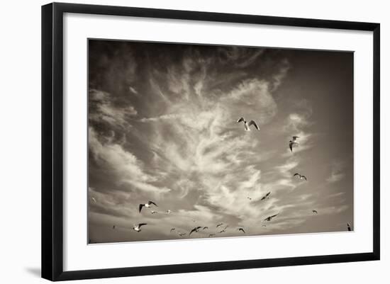 Seagulls in the Air-Tim Kahane-Framed Photographic Print