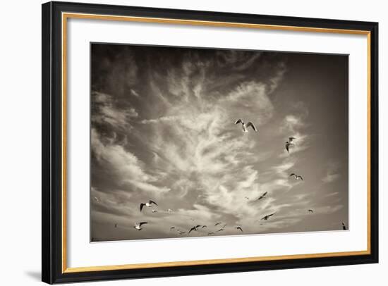 Seagulls in the Air-Tim Kahane-Framed Photographic Print