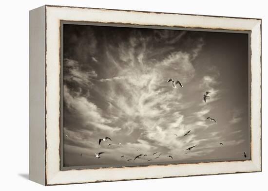 Seagulls in the Air-Tim Kahane-Framed Premier Image Canvas