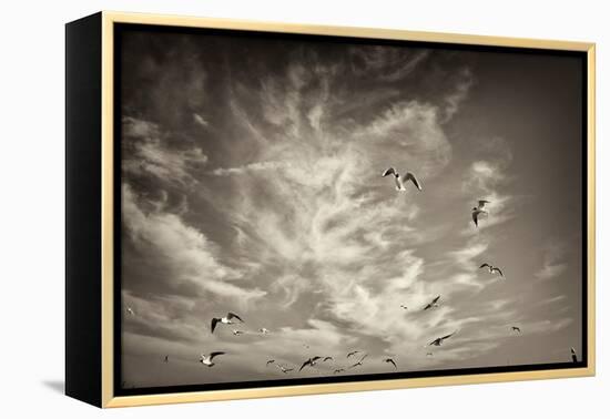 Seagulls in the Air-Tim Kahane-Framed Premier Image Canvas
