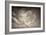 Seagulls in the Air-Tim Kahane-Framed Photographic Print