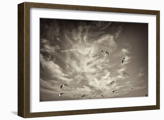 Seagulls in the Air-Tim Kahane-Framed Photographic Print