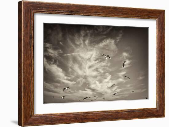 Seagulls in the Air-Tim Kahane-Framed Photographic Print