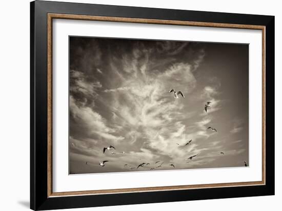 Seagulls in the Air-Tim Kahane-Framed Photographic Print