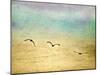 Seagulls in the Sky II-Ynon Mabat-Mounted Art Print