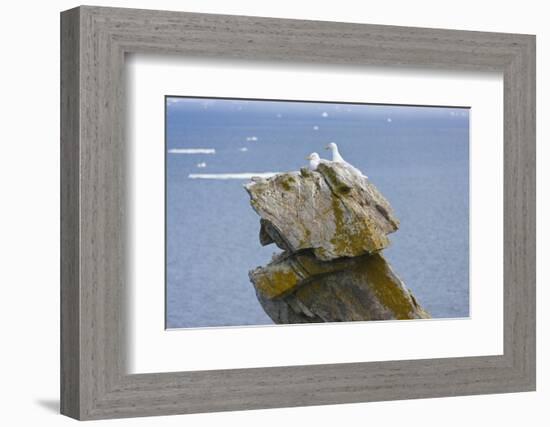 Seagulls on rock pile, Kolyuchin Island, once an important Russian Polar Research Station-Keren Su-Framed Photographic Print