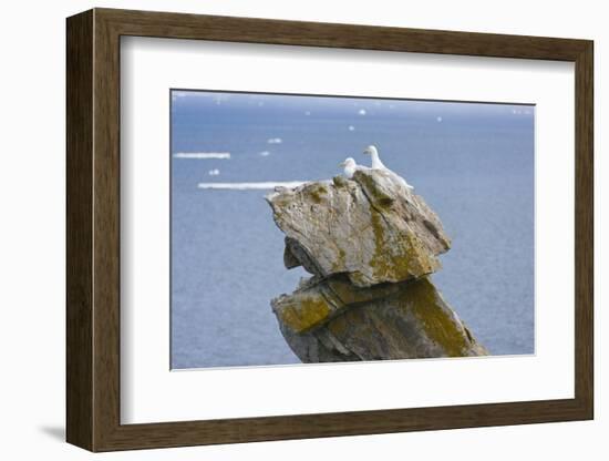Seagulls on rock pile, Kolyuchin Island, once an important Russian Polar Research Station-Keren Su-Framed Photographic Print